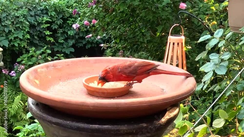 A vibrant cardinal enjoys feeding time in a lush, green backyard.