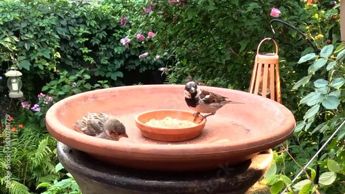 Sparrows take turns feeding in a lush green backyard, surrounded by vibrant foliage.