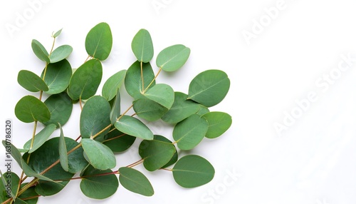 Eucalyptus leaves arrangement (2)