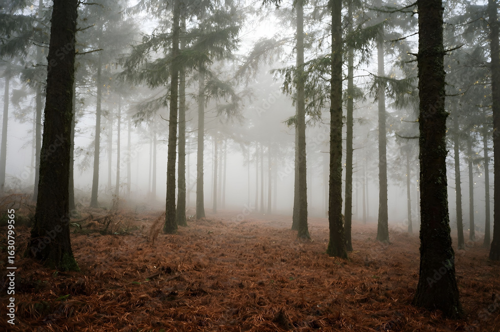 Obraz premium Misty Pine Forest Path with Autumn Leaves