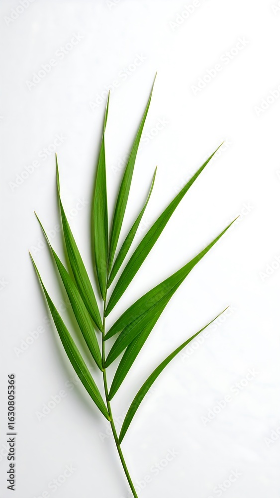Obraz premium Fresh green leaf on white background