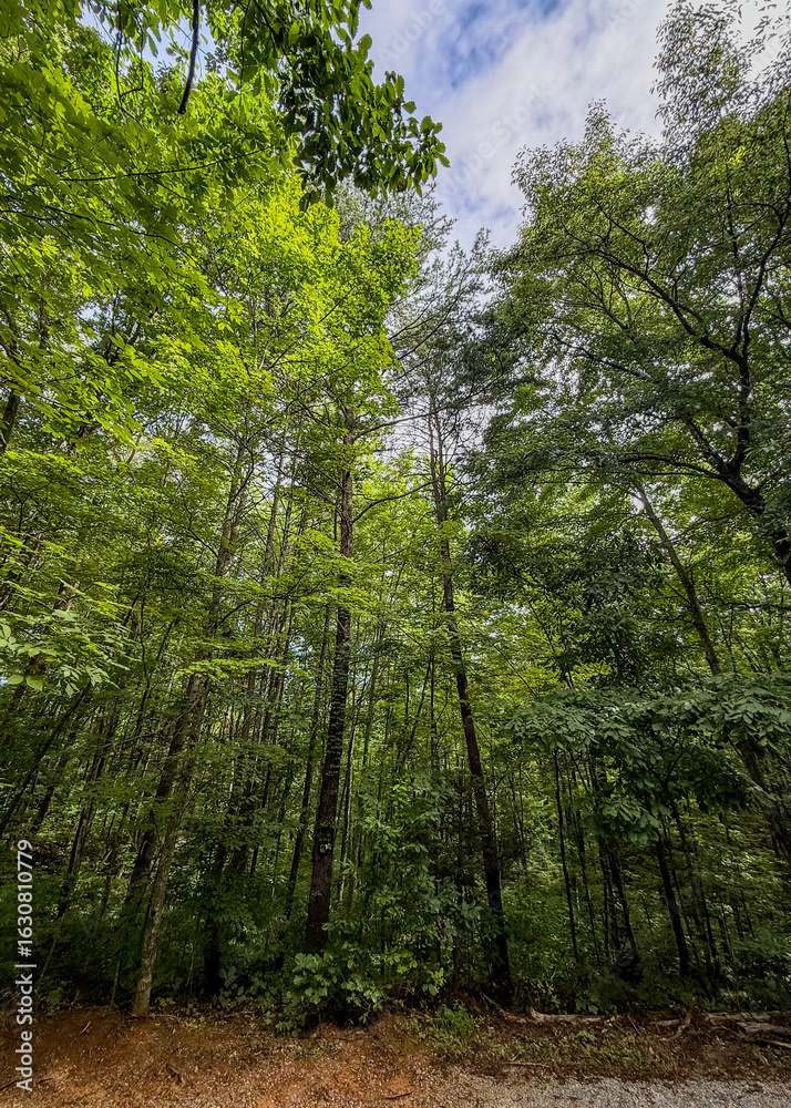 Obraz premium Trees in the forest in the summer reaching for the blue sky