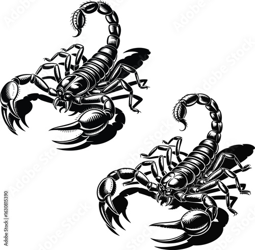 Two Black Scorpions with Shadows on White Background