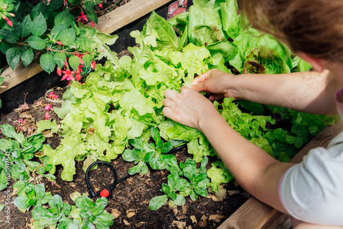 Close up female picking thriving vegetable patch filled with fresh lettuce and herbs in kitchen garden bed with irrigation system. Home planting, food growing. Sustainable lifestyle. Gardening hobby