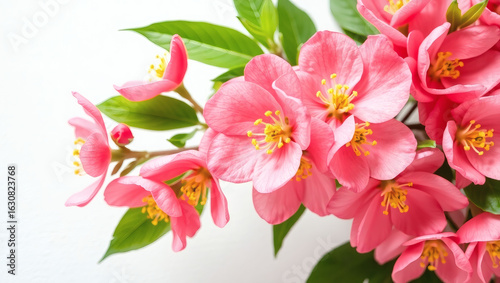bouquet of pink lilies with flowers and leaves isolated on white background
