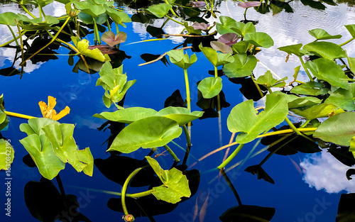 Lilypad Closeup with Secret Dragonfly