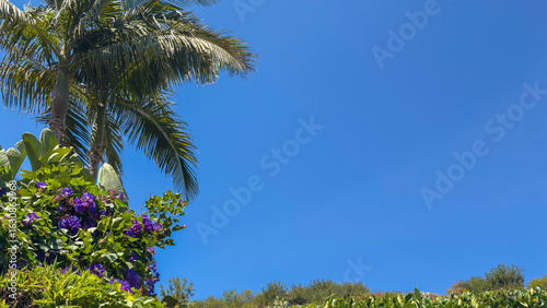 Palms Above the Morning Glories