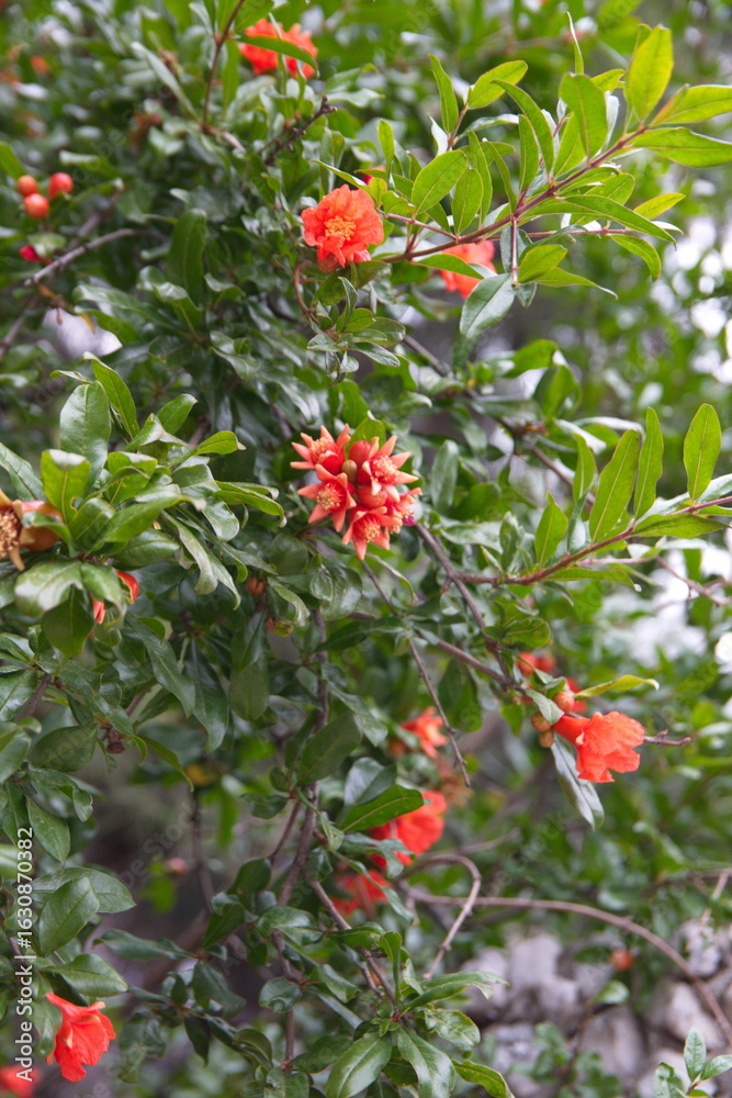 Fototapeta premium Pomegranate tree in bloom, with red flowers, fruits