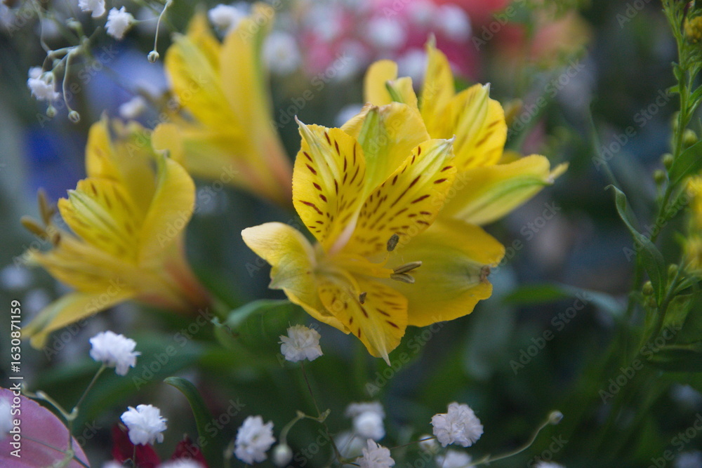 Fototapeta premium Peruvian lily, lily of the Incas, Alstroemeria with vibrant yellow flowers 