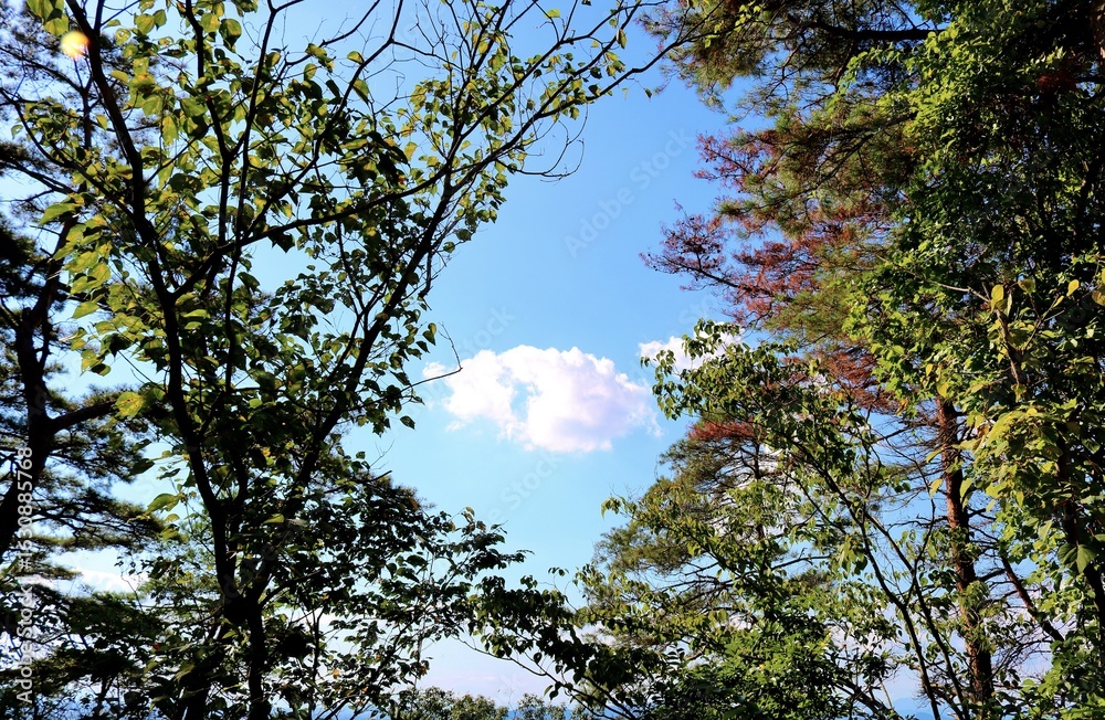 Obraz premium 爽やかな山道散策 秋