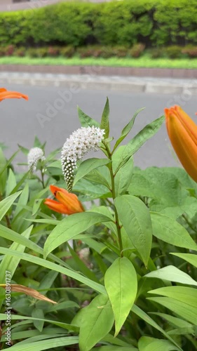 Slider shot of orange lilies and clethroides alternating