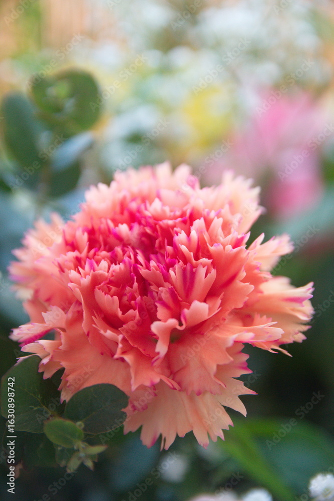 Fototapeta premium Pink Dianthus caryophyllus, carnation or clove, species of Dianthus