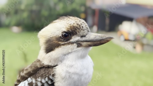 Kookaburra, Close-up. NSW. Australia Wildlife