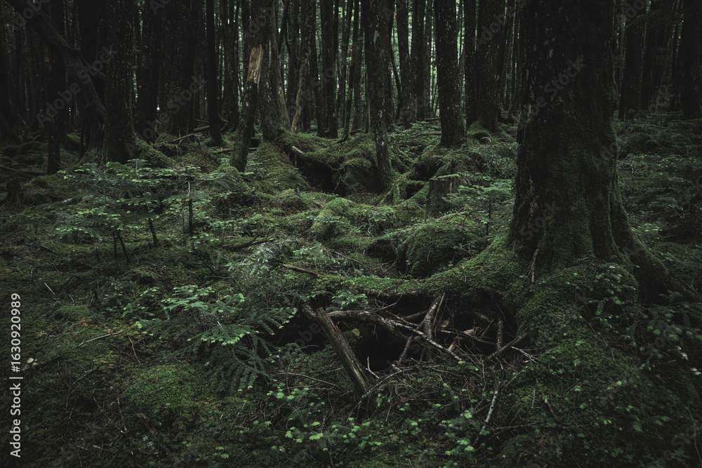 Obraz premium 苔の森 長野県白駒池