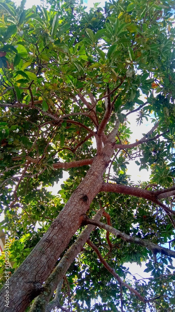 Fototapeta premium The butter avocado plant is old and starting to have difficulty bearing fruit