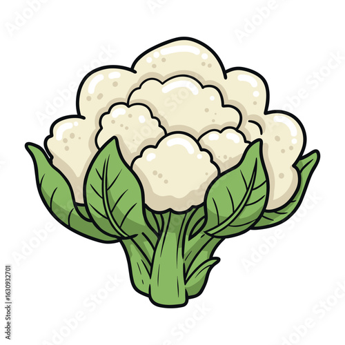 Fresh cauliflower with green leaves. Vector illustration