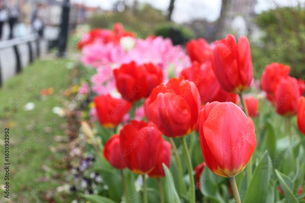 Fototapeta premium red and white tulips