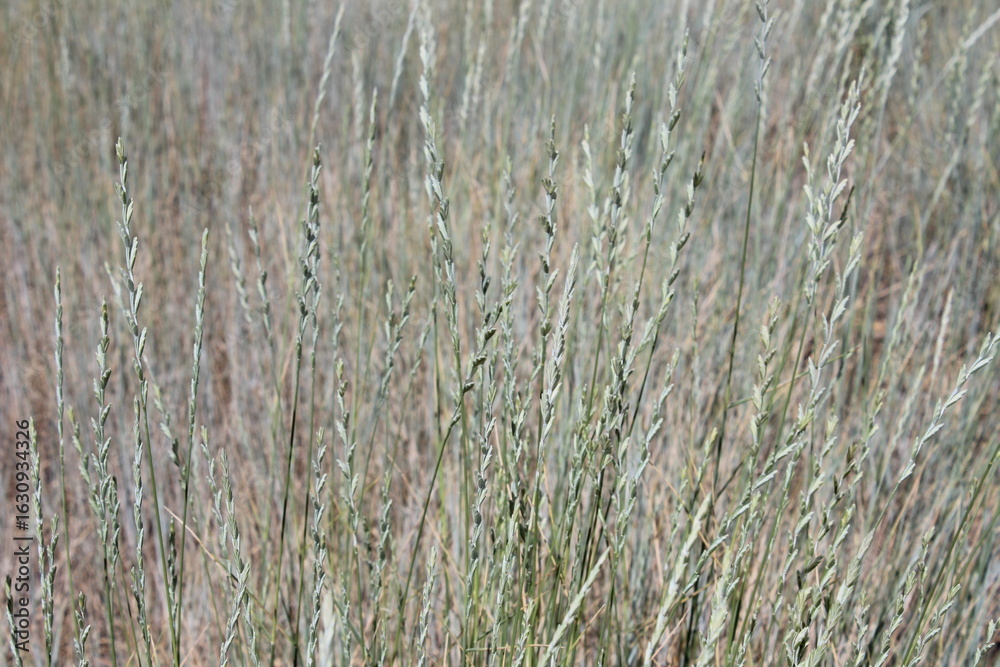 Fototapeta premium dry grass background