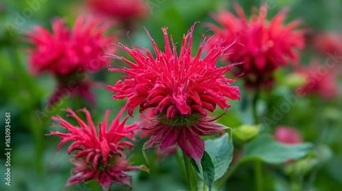 Vibrant Red Bee Balm Monarda Jacob Cline - Professional Image with Attractive Flowers