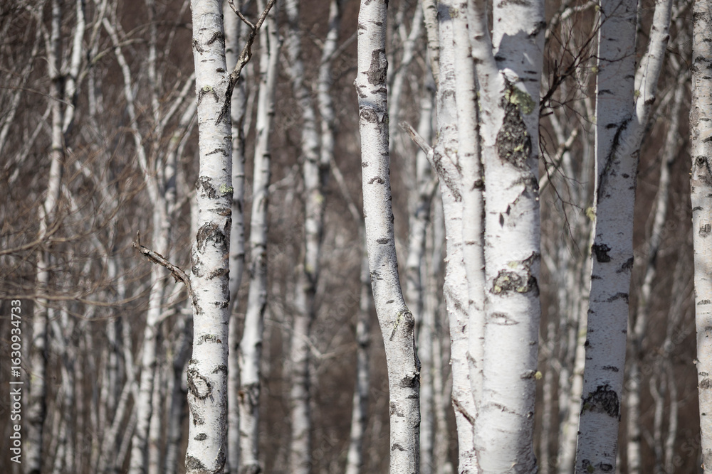 Obraz premium 春の白樺の森