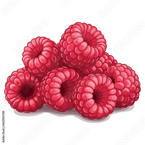 Fresh red raspberries cluster with plump juicy berries. Vector illustration