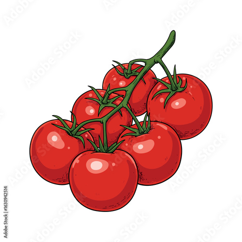 Red ripe tomatoes on vine isolated. Vector illustration