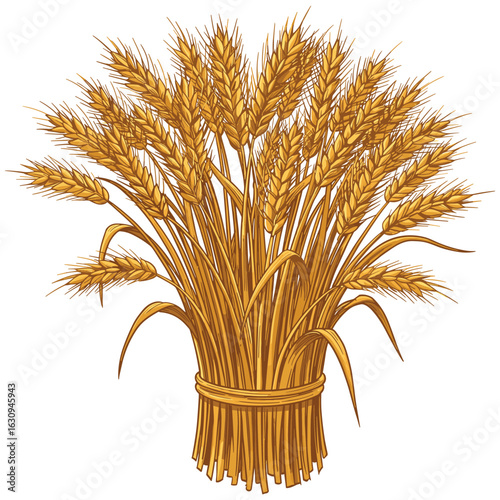 Bundle of golden wheat stalks with ears tied together. Vector illustration