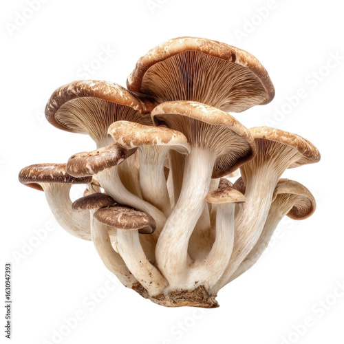 Lush Group of Fresh Wild Mushrooms Isolated on White Background