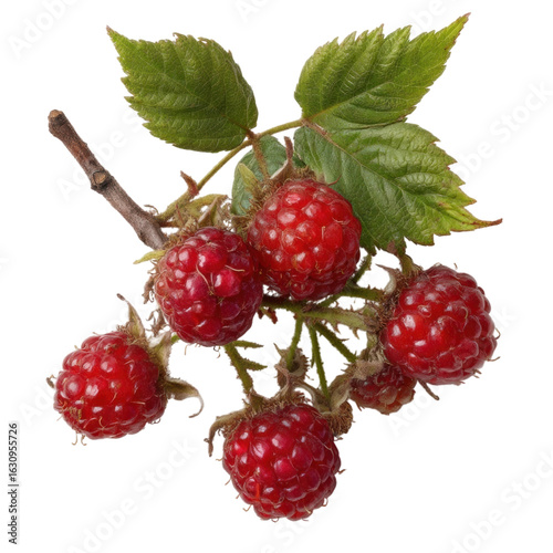 Fresh and Juicy Raspberries with Green Leaves Isolated on White