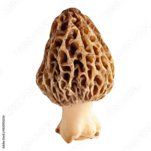 Unique Morel Mushroom with Intricate Texture Against White Background
