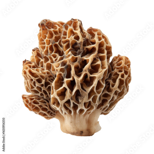 Unique Honeycomb Structure of Edible Morel Mushroom Isolated