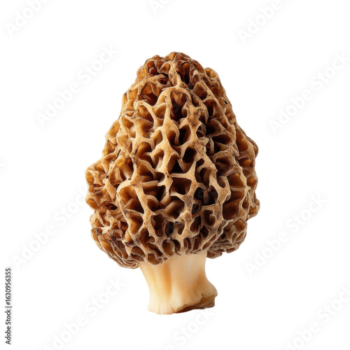 Fresh Morel Mushroom Isolated on White Background for Culinary Use