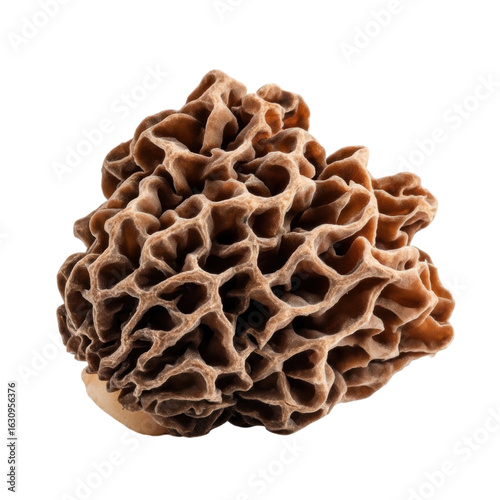 Unique Brown Mushroom with Intricate Honeycomb Texture