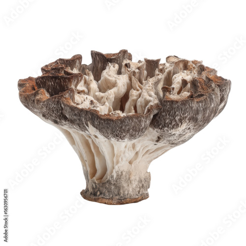 Intricate Detail of a Unique Natural Mushroom Specimen Displaying Texture