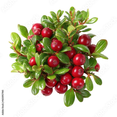Fresh Red Berries on Green Leaves Isolated on White Background