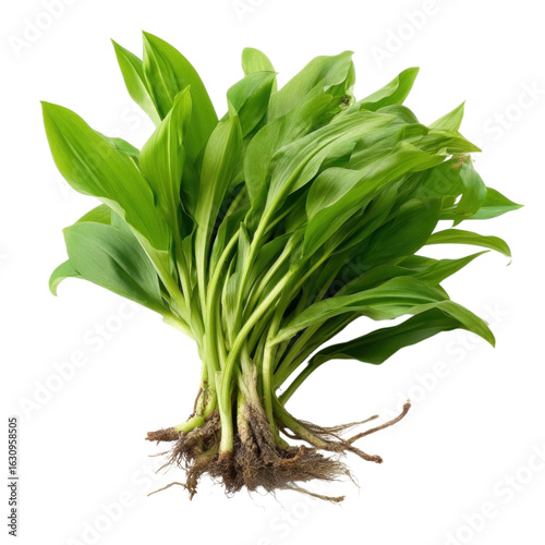 Fresh Green Leaves with Roots Isolated on White Background
