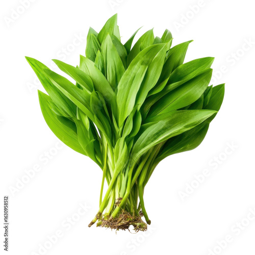 Fresh Green Wild Garlic Leaves for Culinary and Herbal Uses