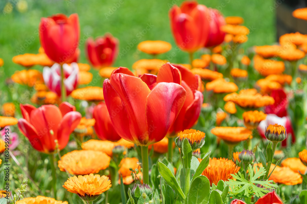 Fototapeta premium チューリップとキンセンカが咲き誇る春の花壇