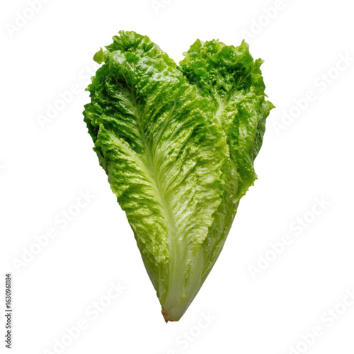 Fresh Green Romaine Lettuce Leaf Isolated on White Background