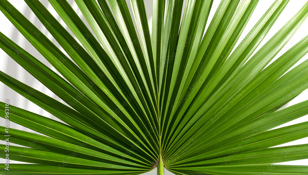 Obraz premium Detailed Green Palm Leaf Isolated On White Background with Macro Texture