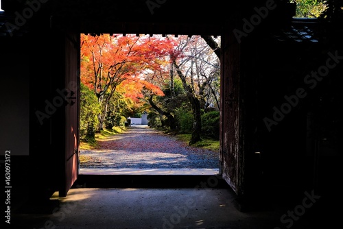 京都、紅葉、常照寺、寺院、文化財、木造建築、古代建築、日本文化、歷史名勝、古都京都の文化財、木、綠色、青空、秋、絶景、写真素材