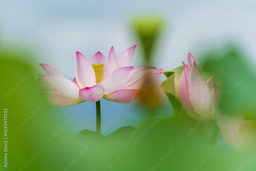 Fototapeta premium 青空の下で咲く薄紅色の蓮の花