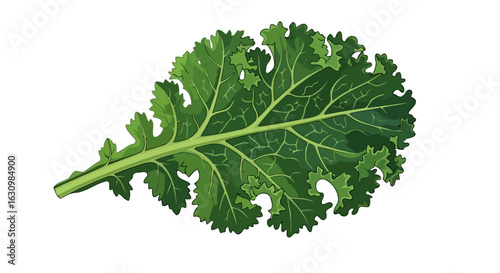 fresh kale leaf vibrant green healthy eating illustration