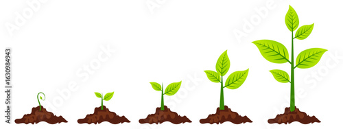 Plant Growth Stages  Green Sprout to Sapling Illustration