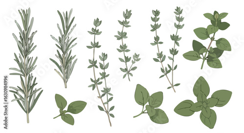 fresh rosemary thyme and oregano herbs culinary design elements