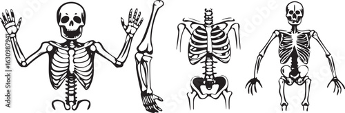 Black and white vector illustrations of human skeletons and bone parts bones anatomy