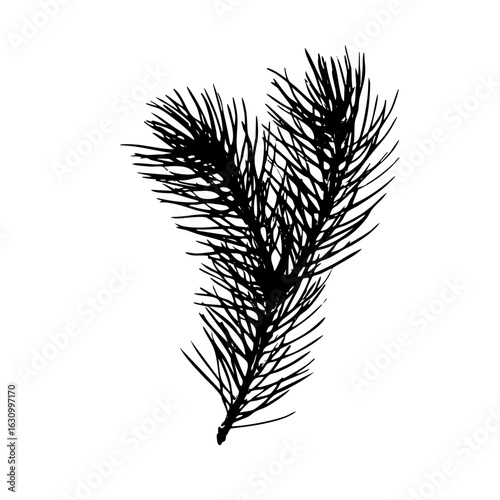 Vector Detailed pine needles showcases natural botanical elements.