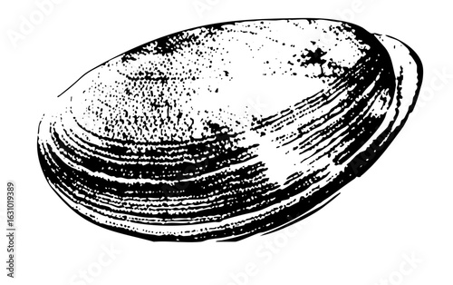 Vector Detailed of a marine clam .