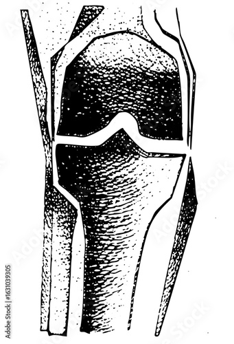 Vector Detailed anatomical of a human knee joint.