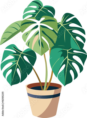 Monstera deliciosa houseplant in a pot isolated on white background